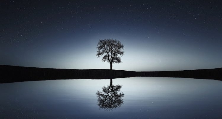 tree-reflection